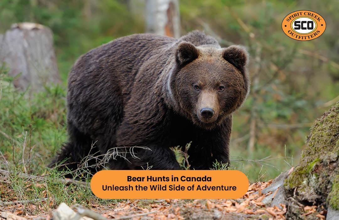 Bear Hunts in Canada: Unleash the Wild Side of Adventure