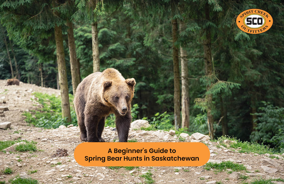 A Beginner’s Guide to Spring Bear Hunts in Saskatchewan