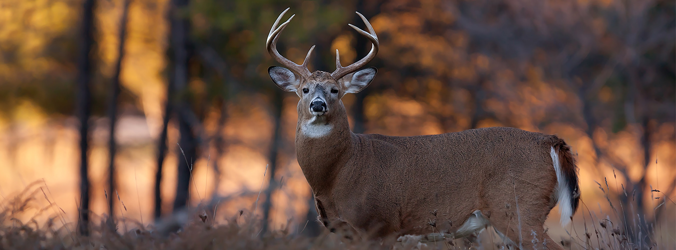 Ultimate Guide to the Hunting Seasons in Saskatchewan: What to Know