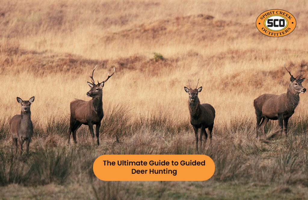 The Ultimate Guide to Guided Deer Hunting
