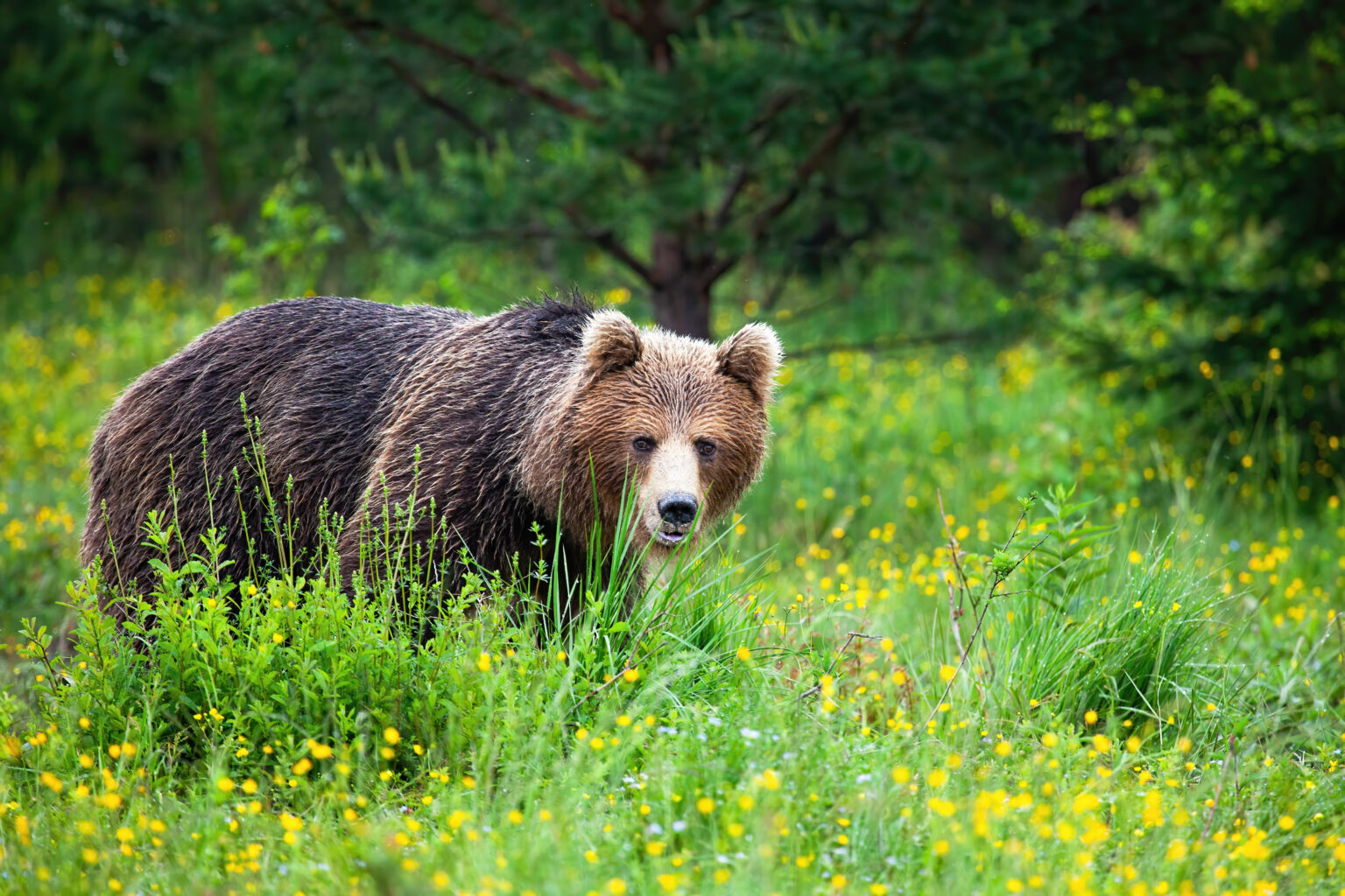 Springtime Bear The Science Behind Bear Behavior in Spring: Insights for Hunters
